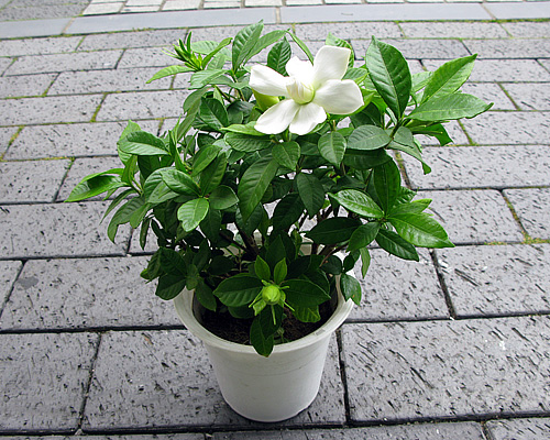 今日のところは...